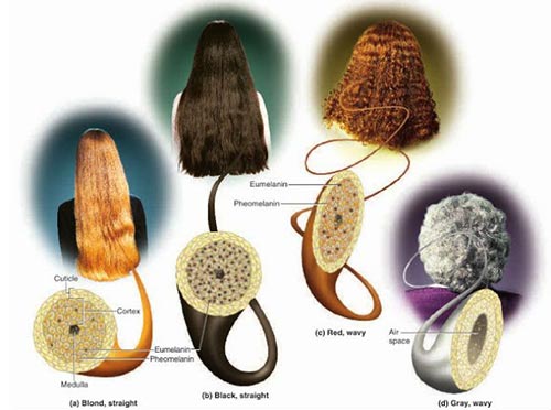 So let’s get down to the science that determines these hair colors. 
